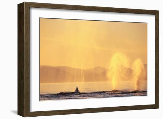 Surfacing Humpback Whales in Frederick Sound-Paul Souders-Framed Photographic Print