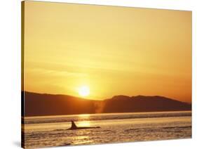 Surfacing Orca Whales, San Juan Islands, Washington, USA-Stuart Westmoreland-Stretched Canvas