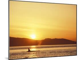 Surfacing Orca Whales, San Juan Islands, Washington, USA-Stuart Westmoreland-Mounted Premium Photographic Print