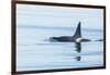 Surfacing Resident Orca Whales at Boundary Pass, border between British Columbia Gulf Islands Canad-Stuart Westmorland-Framed Photographic Print