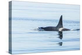 Surfacing Resident Orca Whales at Boundary Pass, border between British Columbia Gulf Islands Canad-Stuart Westmorland-Stretched Canvas