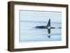 Surfacing Resident Orca Whales at Boundary Pass, border between British Columbia Gulf Islands Canad-Stuart Westmorland-Framed Photographic Print