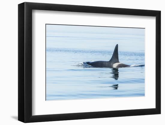 Surfacing Resident Orca Whales at Boundary Pass, border between British Columbia Gulf Islands Canad-Stuart Westmorland-Framed Photographic Print