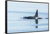 Surfacing Resident Orca Whales at Boundary Pass, border between British Columbia Gulf Islands Canad-Stuart Westmorland-Framed Stretched Canvas