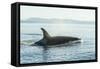 Surfacing resident Orca Whales at Boundary Pass, border between British Columbia Gulf Islands Canad-Stuart Westmorland-Framed Stretched Canvas