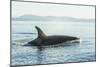 Surfacing resident Orca Whales at Boundary Pass, border between British Columbia Gulf Islands Canad-Stuart Westmorland-Mounted Photographic Print