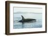 Surfacing resident Orca Whales at Boundary Pass, border between British Columbia Gulf Islands Canad-Stuart Westmorland-Framed Photographic Print