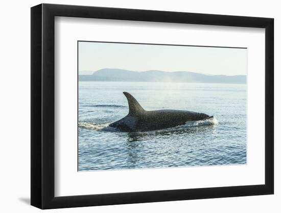 Surfacing resident Orca Whales at Boundary Pass, border between British Columbia Gulf Islands Canad-Stuart Westmorland-Framed Photographic Print