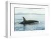 Surfacing resident Orca Whales at Boundary Pass, border between British Columbia Gulf Islands Canad-Stuart Westmorland-Framed Photographic Print