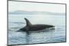 Surfacing resident Orca Whales at Boundary Pass, border between British Columbia Gulf Islands Canad-Stuart Westmorland-Mounted Photographic Print