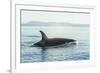 Surfacing resident Orca Whales at Boundary Pass, border between British Columbia Gulf Islands Canad-Stuart Westmorland-Framed Photographic Print