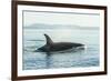 Surfacing resident Orca Whales at Boundary Pass, border between British Columbia Gulf Islands Canad-Stuart Westmorland-Framed Photographic Print