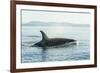 Surfacing resident Orca Whales at Boundary Pass, border between British Columbia Gulf Islands Canad-Stuart Westmorland-Framed Photographic Print