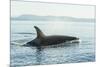 Surfacing resident Orca Whales at Boundary Pass, border between British Columbia Gulf Islands Canad-Stuart Westmorland-Mounted Photographic Print