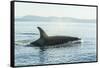 Surfacing resident Orca Whales at Boundary Pass, border between British Columbia Gulf Islands Canad-Stuart Westmorland-Framed Stretched Canvas