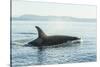 Surfacing resident Orca Whales at Boundary Pass, border between British Columbia Gulf Islands Canad-Stuart Westmorland-Stretched Canvas