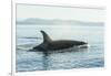 Surfacing resident Orca Whales at Boundary Pass, border between British Columbia Gulf Islands Canad-Stuart Westmorland-Framed Photographic Print