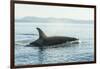 Surfacing resident Orca Whales at Boundary Pass, border between British Columbia Gulf Islands Canad-Stuart Westmorland-Framed Photographic Print