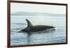 Surfacing resident Orca Whales at Boundary Pass, border between British Columbia Gulf Islands Canad-Stuart Westmorland-Framed Photographic Print