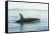 Surfacing resident Orca Whales at Boundary Pass, border between British Columbia Gulf Islands Canad-Stuart Westmorland-Framed Stretched Canvas