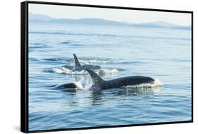 Surfacing Resident Orca Whales at Boundary Pass, border between British Columbia Gulf Islands Canad-Stuart Westmorland-Framed Stretched Canvas