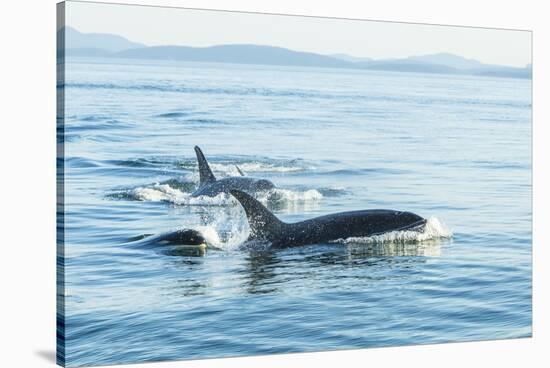 Surfacing Resident Orca Whales at Boundary Pass, border between British Columbia Gulf Islands Canad-Stuart Westmorland-Stretched Canvas