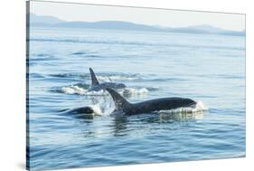 Surfacing Resident Orca Whales at Boundary Pass, border between British Columbia Gulf Islands Canad-Stuart Westmorland-Stretched Canvas