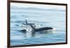 Surfacing Resident Orca Whales at Boundary Pass, border between British Columbia Gulf Islands Canad-Stuart Westmorland-Framed Photographic Print