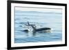 Surfacing Resident Orca Whales at Boundary Pass, border between British Columbia Gulf Islands Canad-Stuart Westmorland-Framed Photographic Print