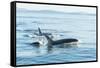 Surfacing Resident Orca Whales at Boundary Pass, border between British Columbia Gulf Islands Canad-Stuart Westmorland-Framed Stretched Canvas