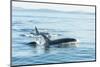 Surfacing Resident Orca Whales at Boundary Pass, border between British Columbia Gulf Islands Canad-Stuart Westmorland-Mounted Photographic Print