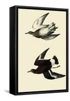 Surfbirds-John James Audubon-Framed Stretched Canvas