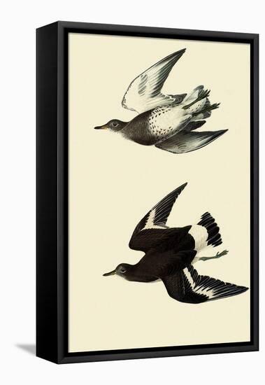 Surfbirds-John James Audubon-Framed Stretched Canvas