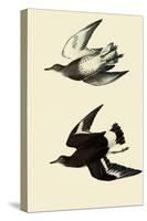 Surfbirds-John James Audubon-Stretched Canvas