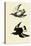 Surfbirds-John James Audubon-Stretched Canvas