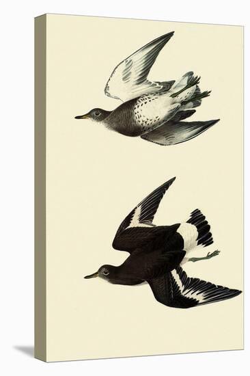 Surfbirds-John James Audubon-Stretched Canvas