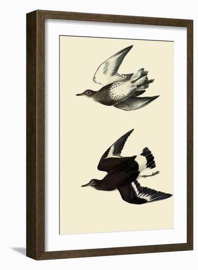 Surfbirds-John James Audubon-Framed Giclee Print