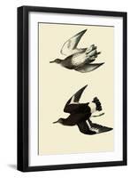 Surfbirds-John James Audubon-Framed Giclee Print