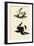 Surfbirds-John James Audubon-Framed Giclee Print