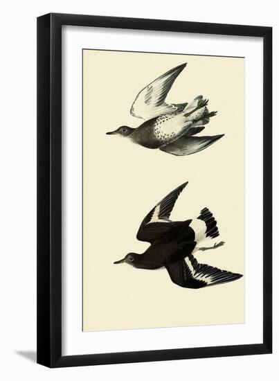 Surfbirds-John James Audubon-Framed Giclee Print