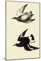 Surfbirds-John James Audubon-Mounted Giclee Print