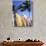 Surfboards, Grand Cul De Sac, St Bart's-Bill Bachmann-Photographic Print displayed on a wall