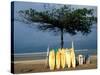 Surfboards Lean Against Lone Tree on Beach in Kuta, Bali, Indonesia-Paul Souders-Stretched Canvas