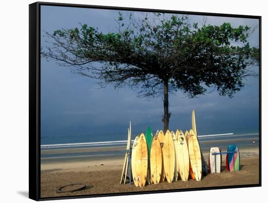 Surfboards Lean Against Lone Tree on Beach in Kuta, Bali, Indonesia-Paul Souders-Framed Stretched Canvas