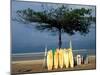Surfboards Lean Against Lone Tree on Beach in Kuta, Bali, Indonesia-Paul Souders-Mounted Premium Photographic Print