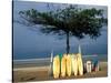 Surfboards Lean Against Lone Tree on Beach in Kuta, Bali, Indonesia-Paul Souders-Stretched Canvas