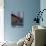 Surfer Rides a Wave Near the Golden Gate Bridge in San Francisco-null-Photographic Print displayed on a wall