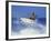 Surfer-null-Framed Photographic Print