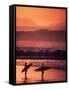 Surfers at Sunset, Oahu, Hawaii-Bill Romerhaus-Framed Stretched Canvas