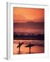 Surfers at Sunset, Oahu, Hawaii-Bill Romerhaus-Framed Premium Photographic Print